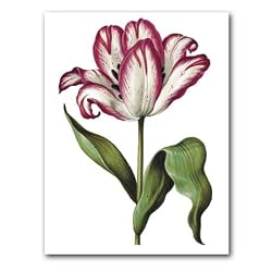 genus Tulipa 65 - 5" x 7" Museum Quality Greeting Card