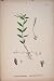 Alpine Willow-Herb Flower Plant Colour Fine Art C187