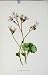 Botanical Fine Art Old Print Meadow Saxifrage C1833