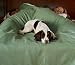 Lightweight Three Dog Night Coverlet (TWIN,GREEN)