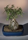 Bonsai Boy's Catlin Elm - Root Over Rock<br><i>(ulmus parvifolia)</i>