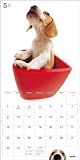 THE DOG ビーグル 2010年 カレンダー 画像