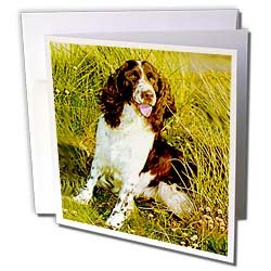 Dogs English Springer Spaniel - English Springer Spaniel - Greeting Cards-6 Greeting Cards with envelopesB000VG259W 