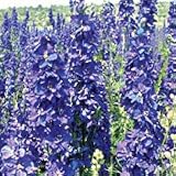 Organic Galilee Blue Double Larkspur - 50 Seeds