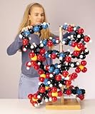 Giant Hands-On DNA Model; Color Coded; Strand of 6 Base Pairs; 16 dia. X 34 in. H
