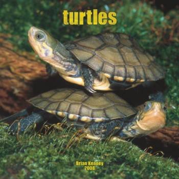 Turtles 2008 Wall Calendar