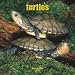 Turtles 2008 Wall Calendar