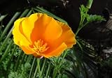 41ypjPAI84L. SL160  California Poppy Seeds