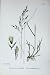 Botany Plants C1902 Wood Meadow Grass Poa Nemoralis
