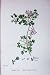 Botany Plants C1902 Boreau'S Rampant Fumitory Fumaria