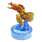 カプセル 日本水族館立体生物図録 カプセルアクアリウム3 5.トラウツボ