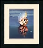 IMAGE OF Tiger Nautilus Framed Art Print by Ruth Burke, 13.75 in. x 15.62 in. Framed