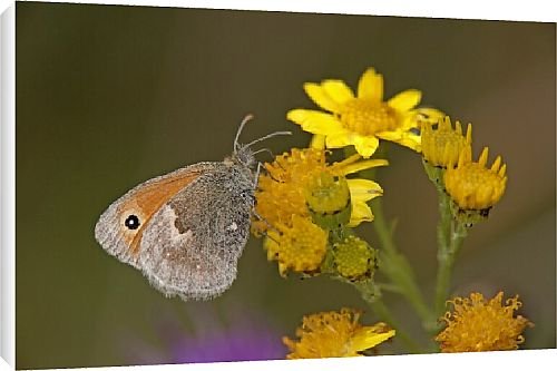 Canvas Prints of Butterfly from Country Life 