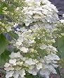 Hydrangea Unique One Gallon