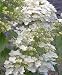 Hydrangea Unique One Gallon