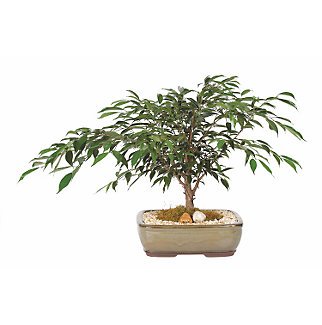 Live 12" Ficus Oriental Bonsai