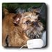 Dogs Brussels Griffon - Brussels Griffon - Mouse Pads