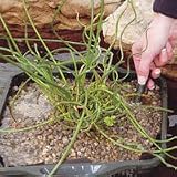 BULK FERTILIZER SPIKES 50/BX