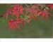Photographic Prints of Maple Leaves, Katsura, from Danita Delimont