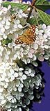 White Flower Cluster Bookmark