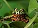 Fire-Bellied Toad at the Sunset Zoo Photographic Poster Print by Joel Sartore, 12x9