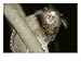 Black Tufted-Eared Marmoset, Barra Mansa, Brazil Animals Photographic Poster Print by Mark Jones, 24x18