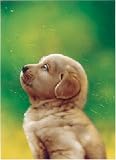ビッグコミック オリジナル 犬カレンダー