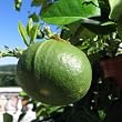 bergamot essential oil