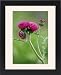 Framed Prints of Ornamental thistle - An erect herbaceous perennial flowering mid summer from Ardea Wildlife Pets