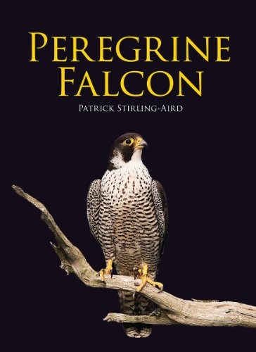 Peregrine Falcon