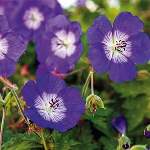Geranium Seeds, Rozanne Geranium 50 Seeds Large Blooms Copyrighted Idahoseeds