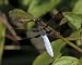 Common Whitetail Dragonfly Photo