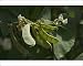Photographic Prints of DH-3581 Snow Pea - The pod and seeds are all eaten as the pod has little fibre from Ardea Wildlife Pets