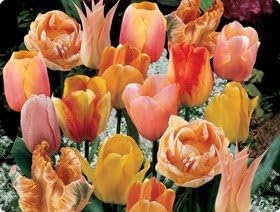 Sherbert Mix Tulip Flower Seed Pack Garden Seeds Fresh