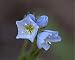 Photographic Prints of Jacobs Ladder (Polemonium pulcherrimum), Gunnison National Forest, from Robert Harding