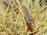 IMAGE OF A Western Hooded Scaly Foot, Pygopus Nigriceps, a Legless Lizard Premium Photographic Poster Print, 18x24