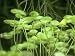 Duckweed, Lemna Minor Photographic Poster Print by Oxford Scientific, 24x18