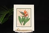 BIRD OF PARADISE TAPA HAWAIIAN - 11 X 14 PAINTING