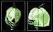 Search : Lucha Libre Mexican Wrestling Halloween Mask Halloween Jack'O'Lantern Pumpkin lt. green