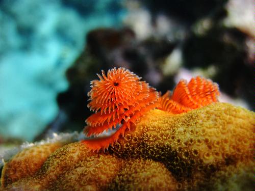 waterproof digital camera