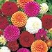 Dahlia - Pompon - 500 Seeds