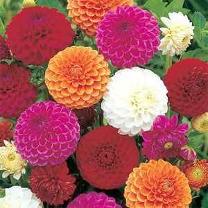 Pompon Dahlia Seeds