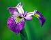 Holden's Child Iris -Randolph Perry Medal Winner-Potted