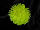 Ganz Flower Balls Neon Yellow