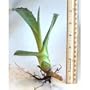 Tequila Blue Agave Cactus / Agave Plant - Easy to Grow
