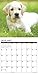 2016 Just Yellow Lab Puppies Wall Calendar