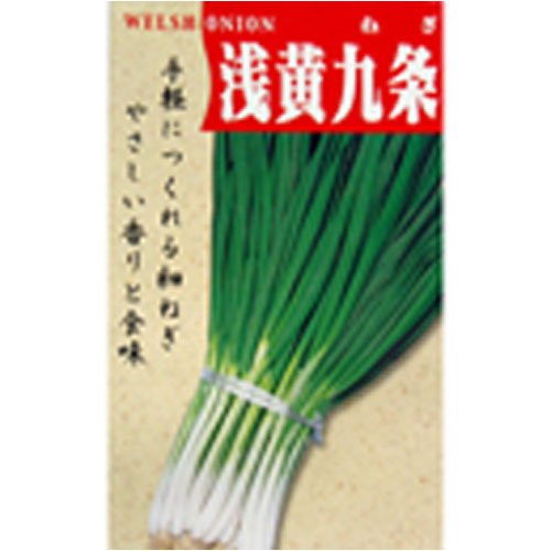 Cover image : 周年出荷が可能！浅黄系九条(一般種) 数量:50ml