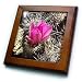Flower on Hedgehog Cactus also called Calico Cactus.Anza-Borrego Desert State Park, California - 8x8 Framed Tile