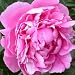 Peony 
