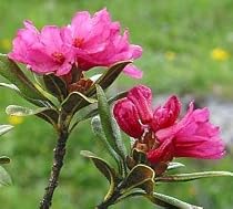 Alpine Rose Rhododendron 15 Seeds